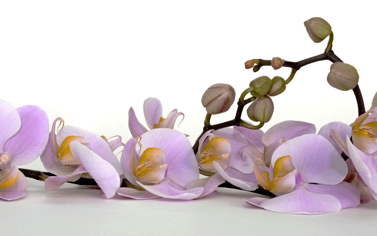 innaffiare le orchidee