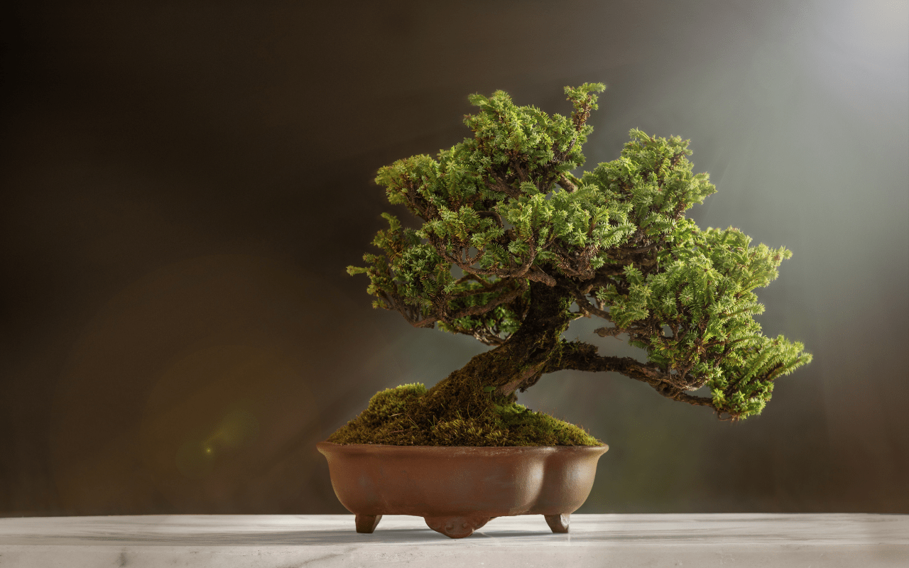 innaffiare un bonsai