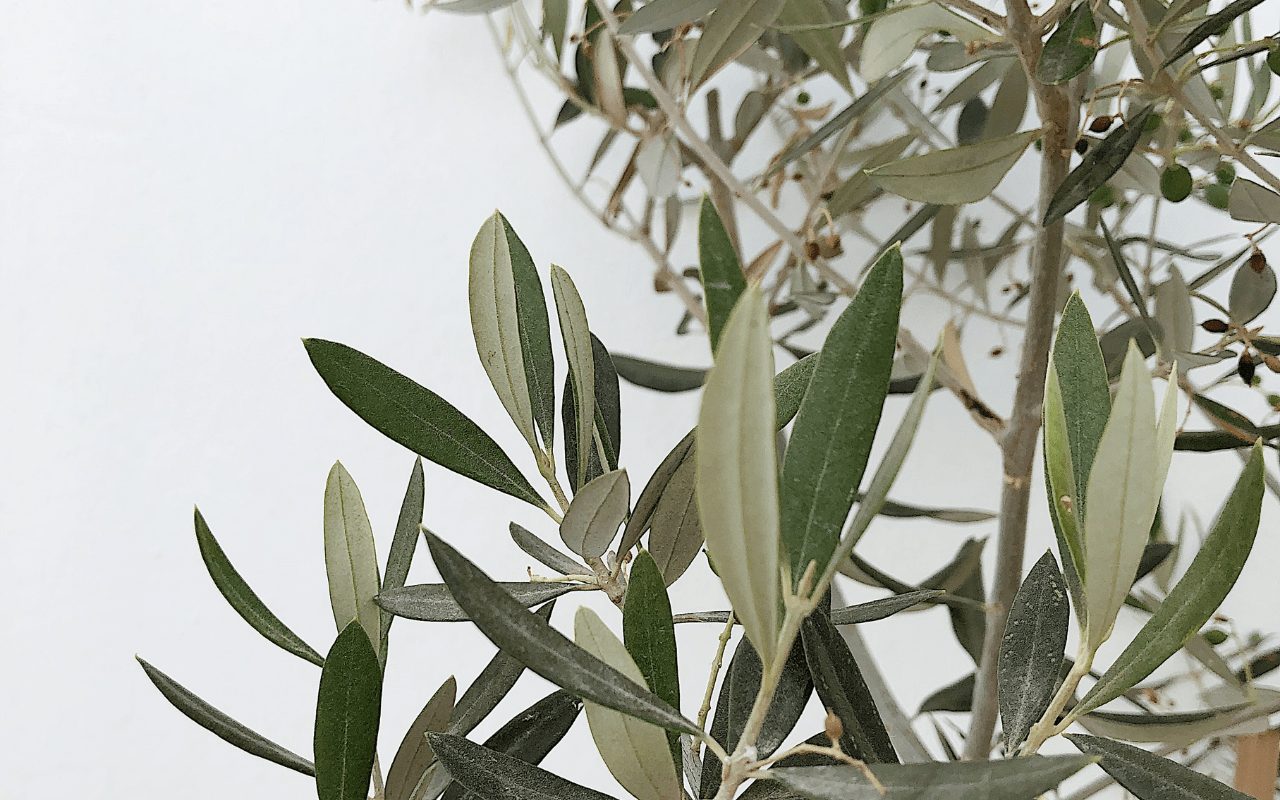 piantare un albero di olivo
