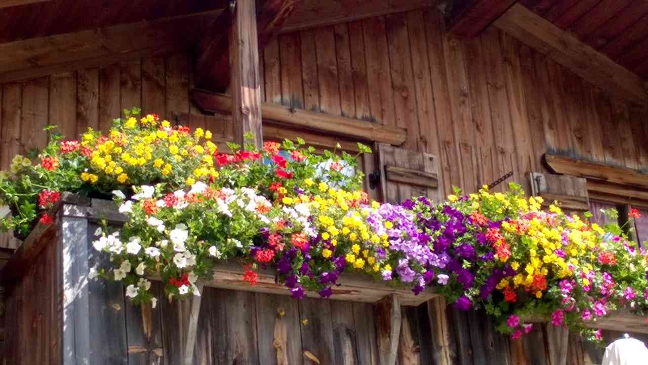 balcone fiori