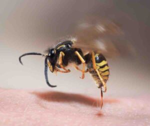 Le vespe pungono? Se lo chiedono tutti, ecco la risposta