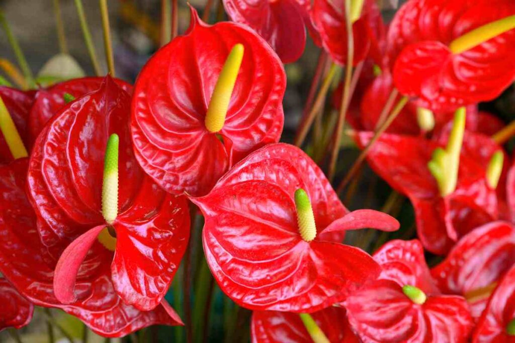 Anthurium rosso: coltivalo così per averlo sempre rigoglioso