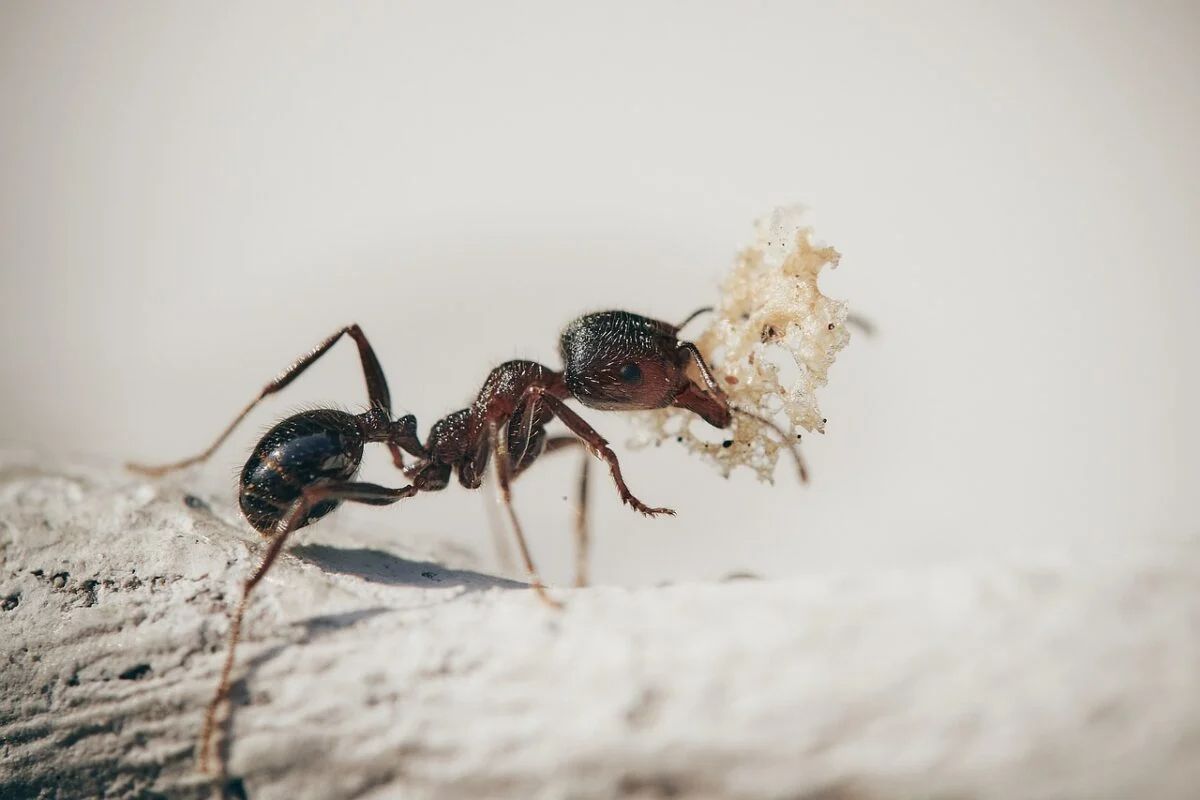 Mai più formiche in balcone con questa sostanza naturale, svelato il segreto