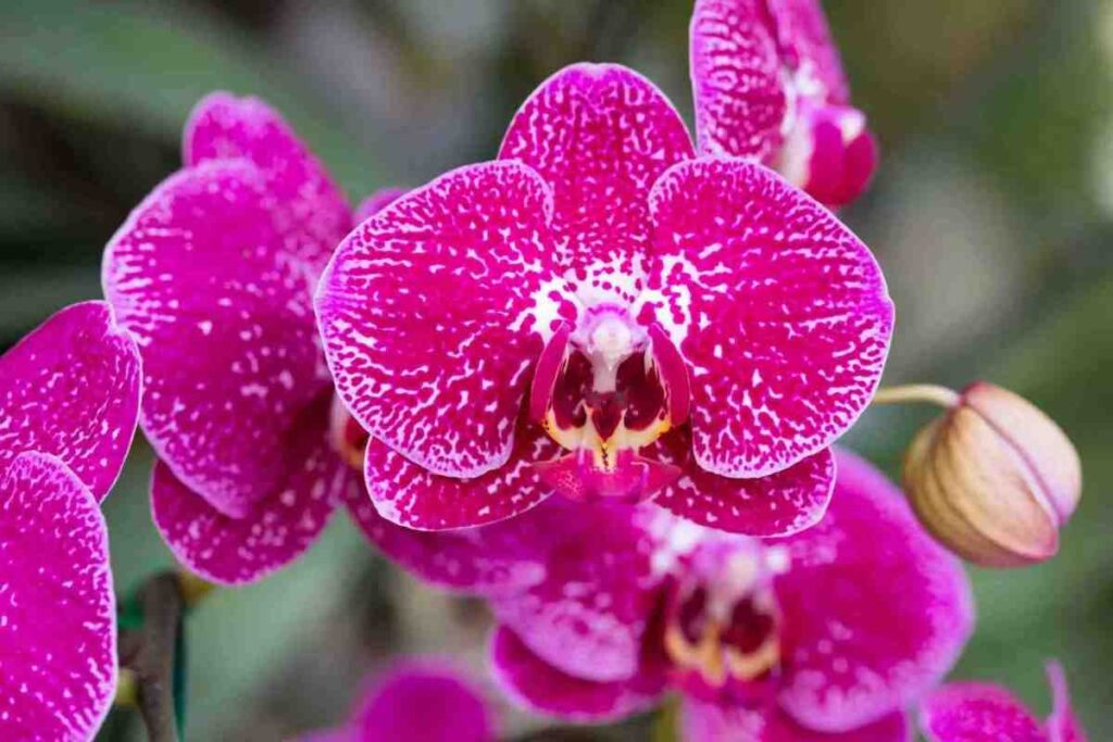 La tua orchidea è secca o marcia? Questo trucco la farà rifiorire, incredibile