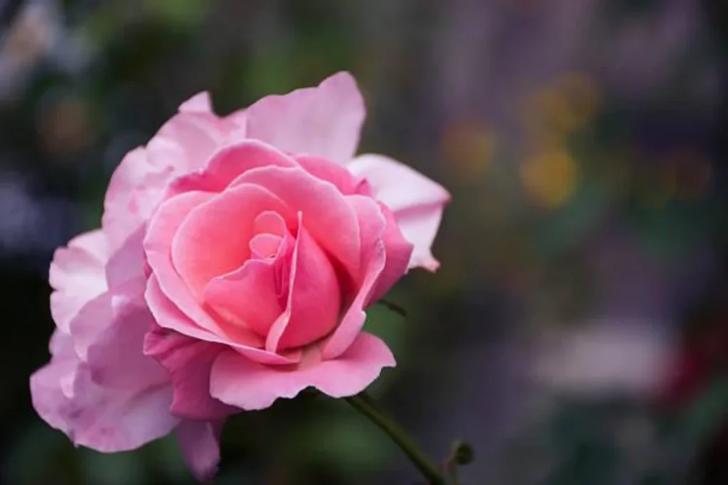 Se le rose hanno i petali appassiti, fai queste 5 cose per rimediare subito