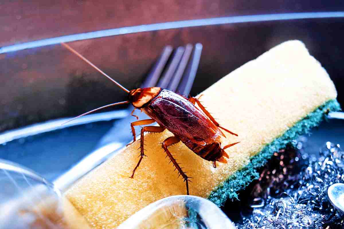 Gli scarafaggi possono essere allontanati in questo modo naturale: ecco quale