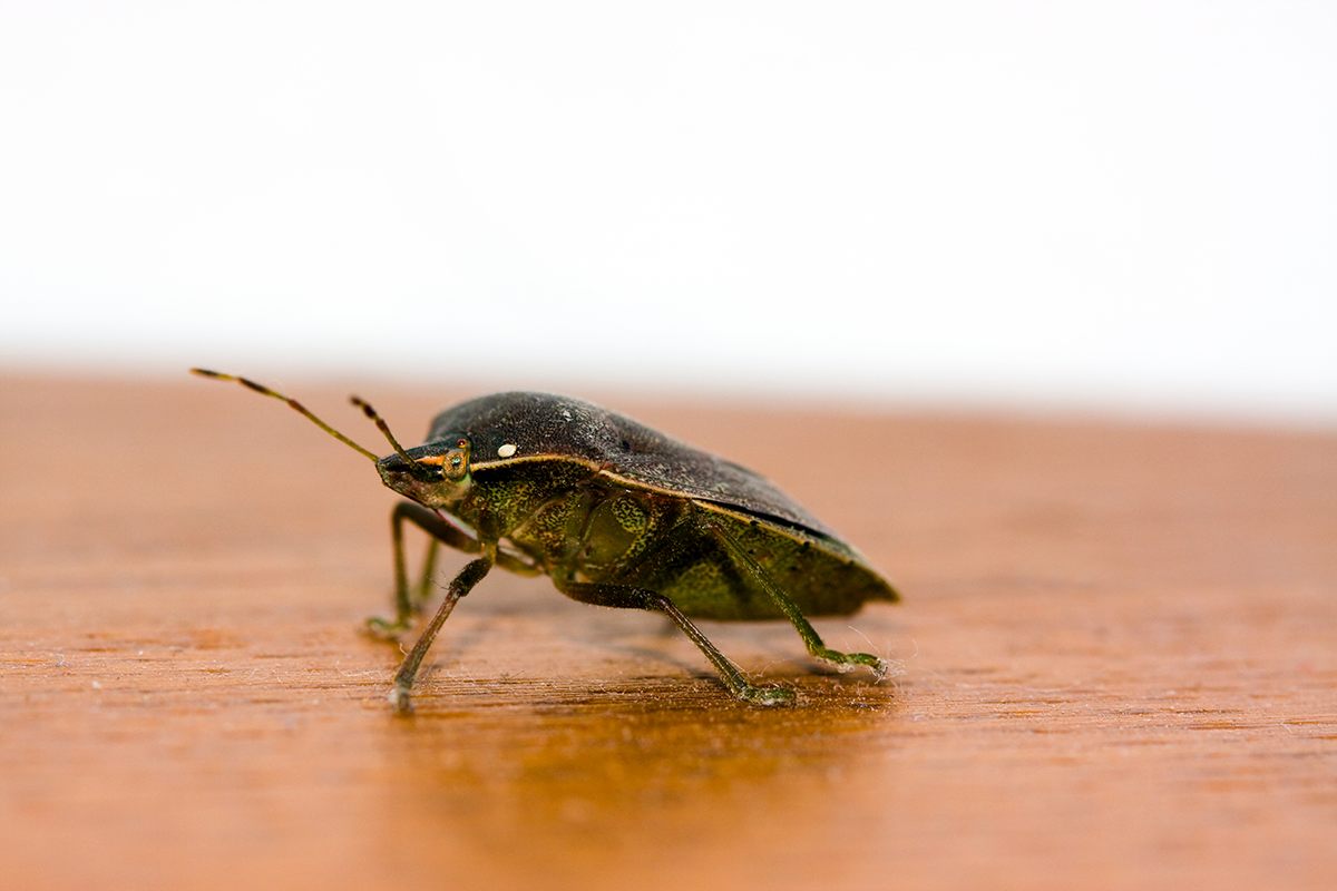 Allarme caldo: ecco come si comportano gli insetti nelle abitazioni