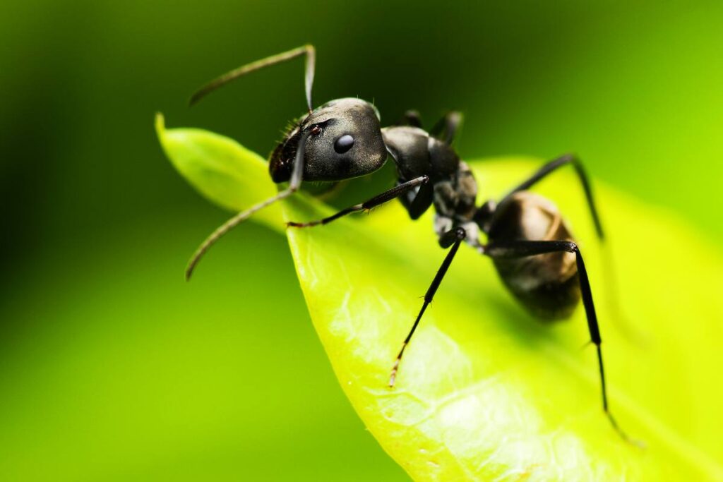 5 rimedi incredibili per allontanare naturalmente le formiche: ecco quali