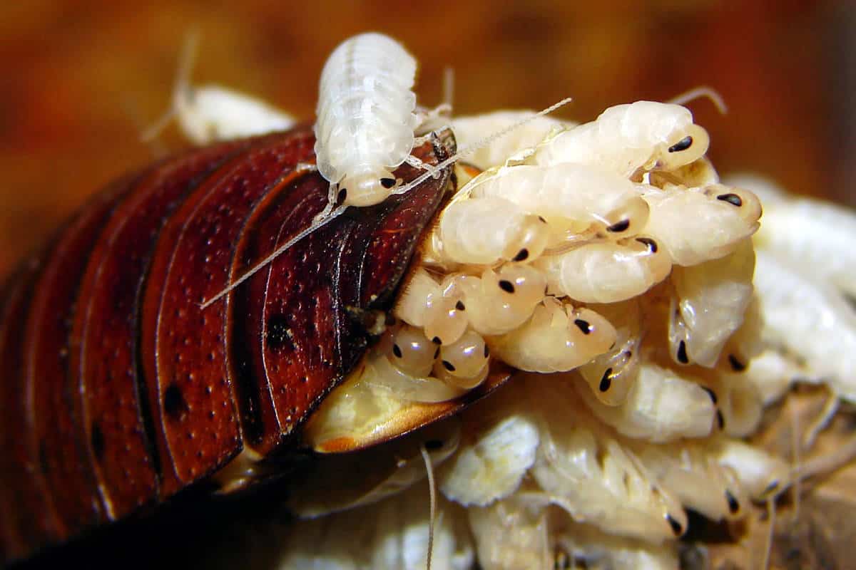 STOP scarafaggi: ecco cosa odiano e come allontanarli
