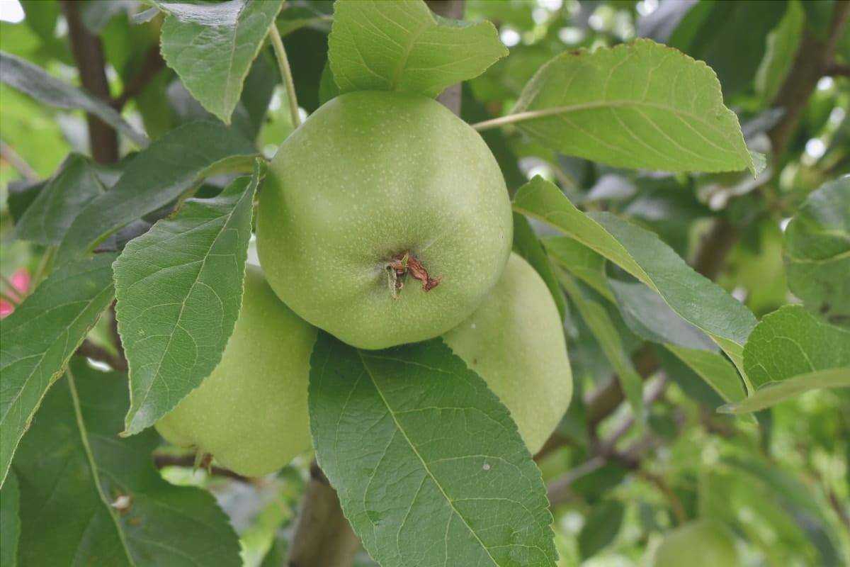 Migliori alberi da frutto da coltivare per sostenibilità e salute: la lista