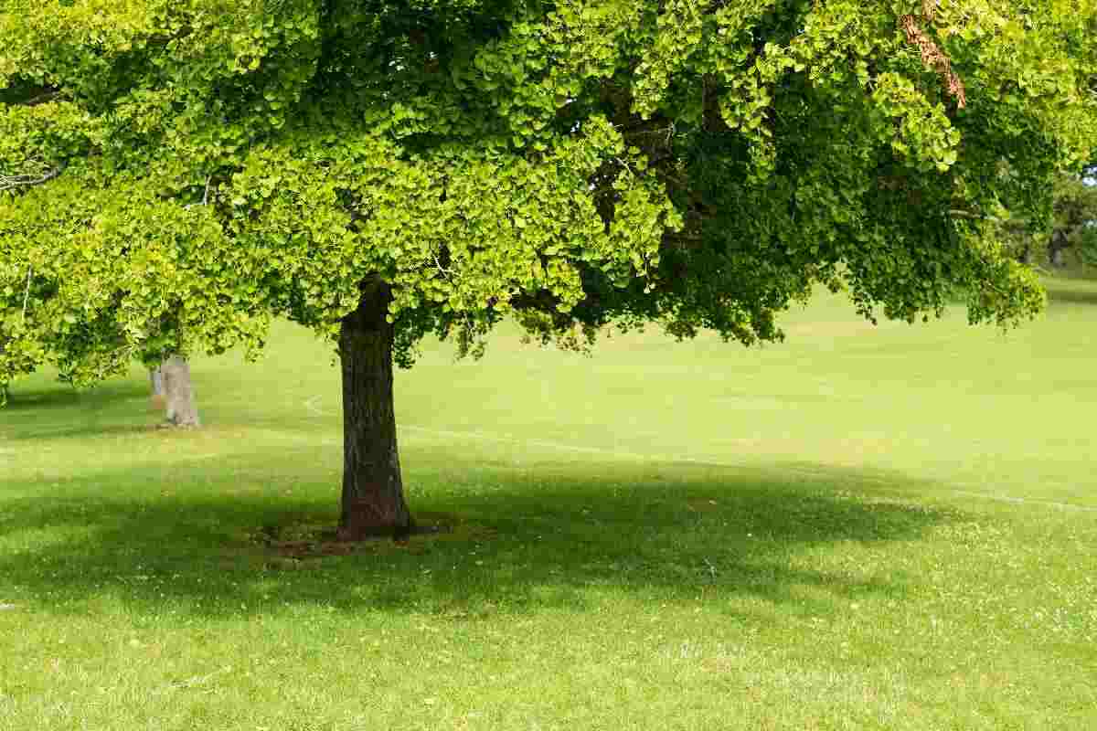 Ecco la lista degli alberi da frutto anti smog per eccellenza Alberi da frutto