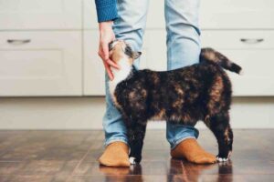 Questi 3 trucchi faranno affezionare il tuo gatto: ecco cosa fare