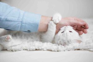 Ecco 5 motivi per i quali il gatto ti morde: parla il veterinario