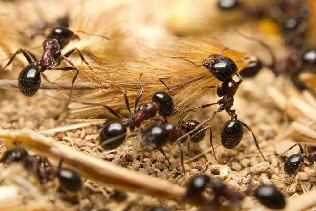 Se le hai provate tutte contro le formiche, prova questo rimedio naturale