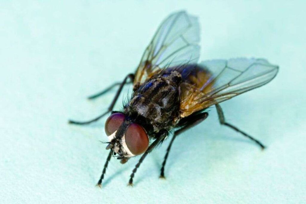Nessuno lo conosce, ma ecco un rimedio geniale contro le mosche