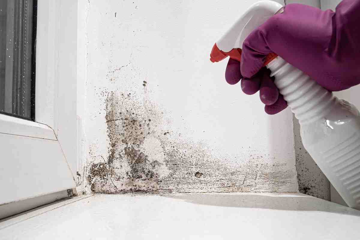 Allarme muffa pareti muffa: ecco come rimuoverla con cautela dalle pareti di casa