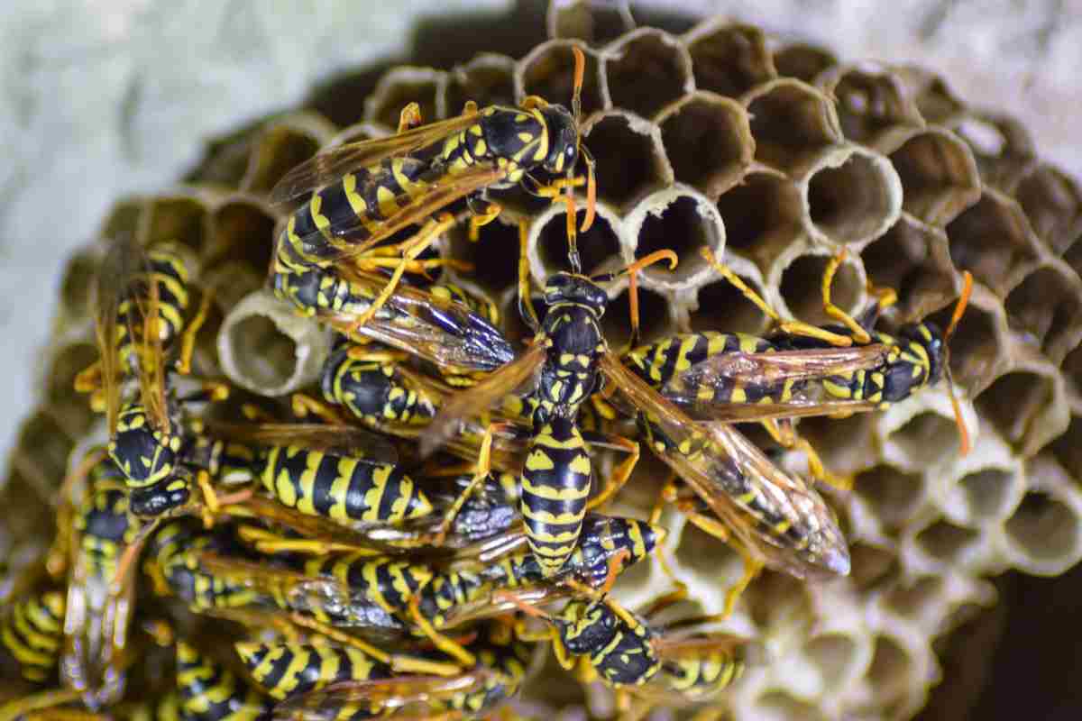 Ecco una soluzione molto semplice per eliminare un nido di vespe