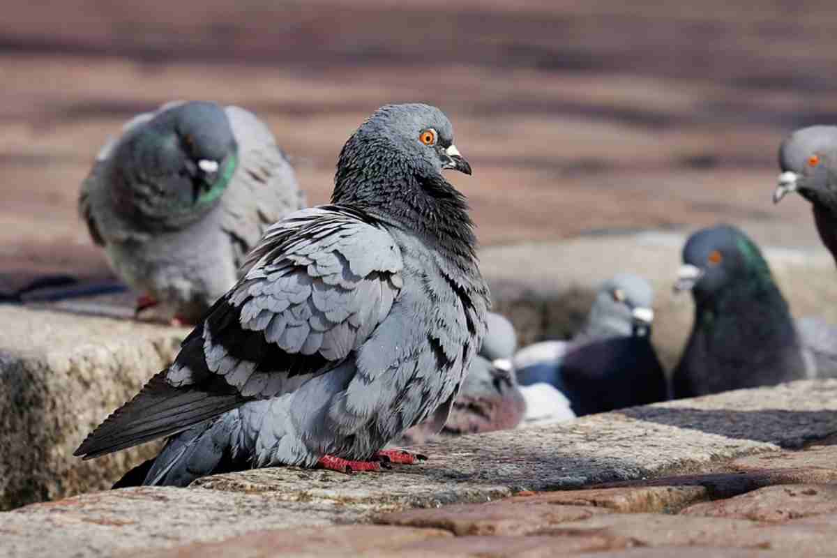 Se non vuoi i nidi di piccione, ecco alcuni trucchetti per evitarne la comparsa