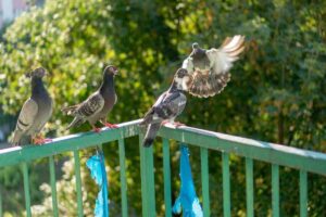 Stop piccioni nel balcone: ecco come allontanarli in modo naturale