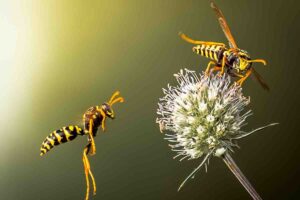Ecco come allontanare le vespe in modo naturale: la guida
