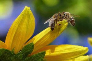 Differenze tra vespa e ape: facciamo chiarezza con l'esperto