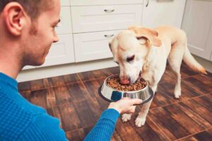 Cibo per cani: meglio cibo secco o umido? Parla l'esperto