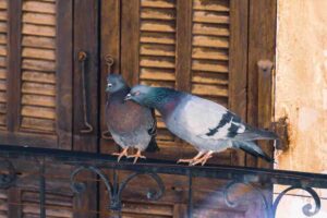 Ecco 5 segreti per scacciare i piccioni dal balcone