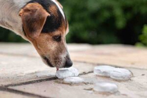 Ecco 5 consigli utili per idratare il tuo cane nei giorni di caldo