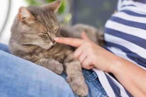 Ecco 5 cose da fare al tuo gatto in preparazione di settembre