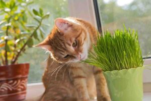 Ecco perché il gatto mangia alcune erbe o l’erba gatta e a volte vomita