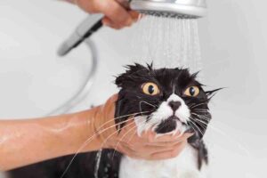 Il veterinario spiega ogni quanto pulire il tuo gatto: ecco la risposta