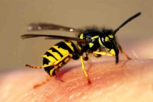 Le vespe ronzano intorno al cibo? Ecco cosa fare