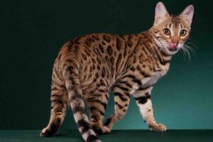 Ecco le 3 razze di gatto più belle e rare: la classifica ufficiale