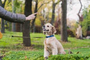 Se non sai come addestrare il tuo cane, inizia con questi piccoli trucchi