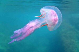 Se vedi una medusa in acqua ecco cosa devi fare immediatamente