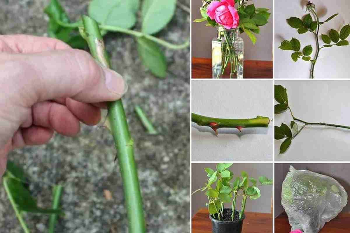 Nessuno lo sa, ma ecco come piantare i rametti di rose: il metodo efficace