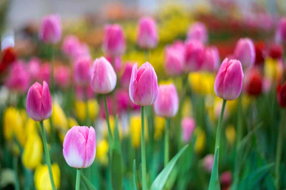Ecco come e quando coltivare i tulipani: piantare i bulbi, cura e manutenzione
