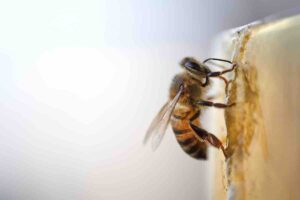 Se hai api in casa, allontanale semplicemente così: la guida