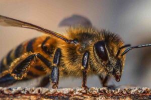 Ecco perché le api sono importanti per il pianeta: lo studio