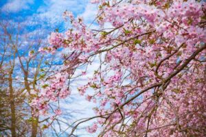 Quando e dove vedere la fioritura dei ciliegi in Italia: la guida ufficiale