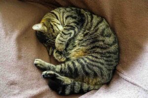 Se il tuo gatto dorme a ciambella, ecco cosa significa