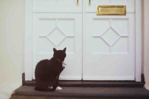 Se chiudi le porte in casa il tuo gatto soffre: ecco spiegato il perché