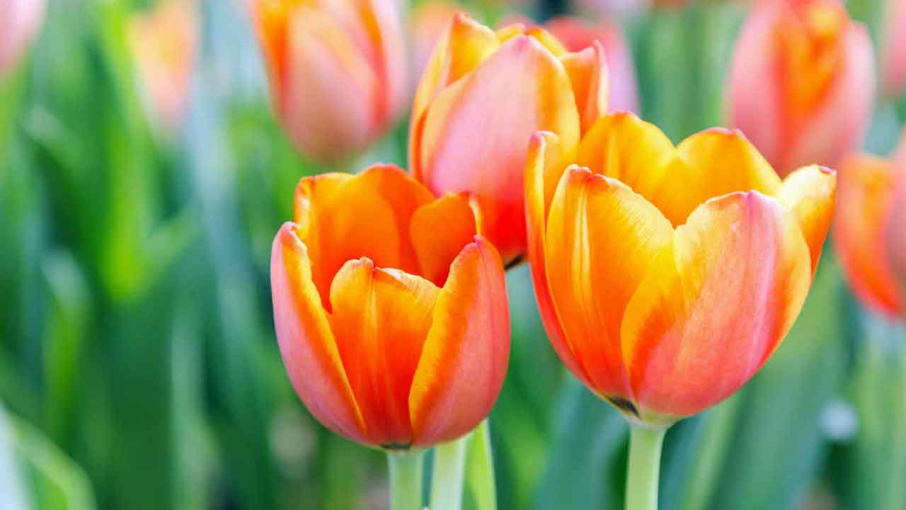 Quando si piantano i tulipani? Indicazioni per farli crescere bene: 