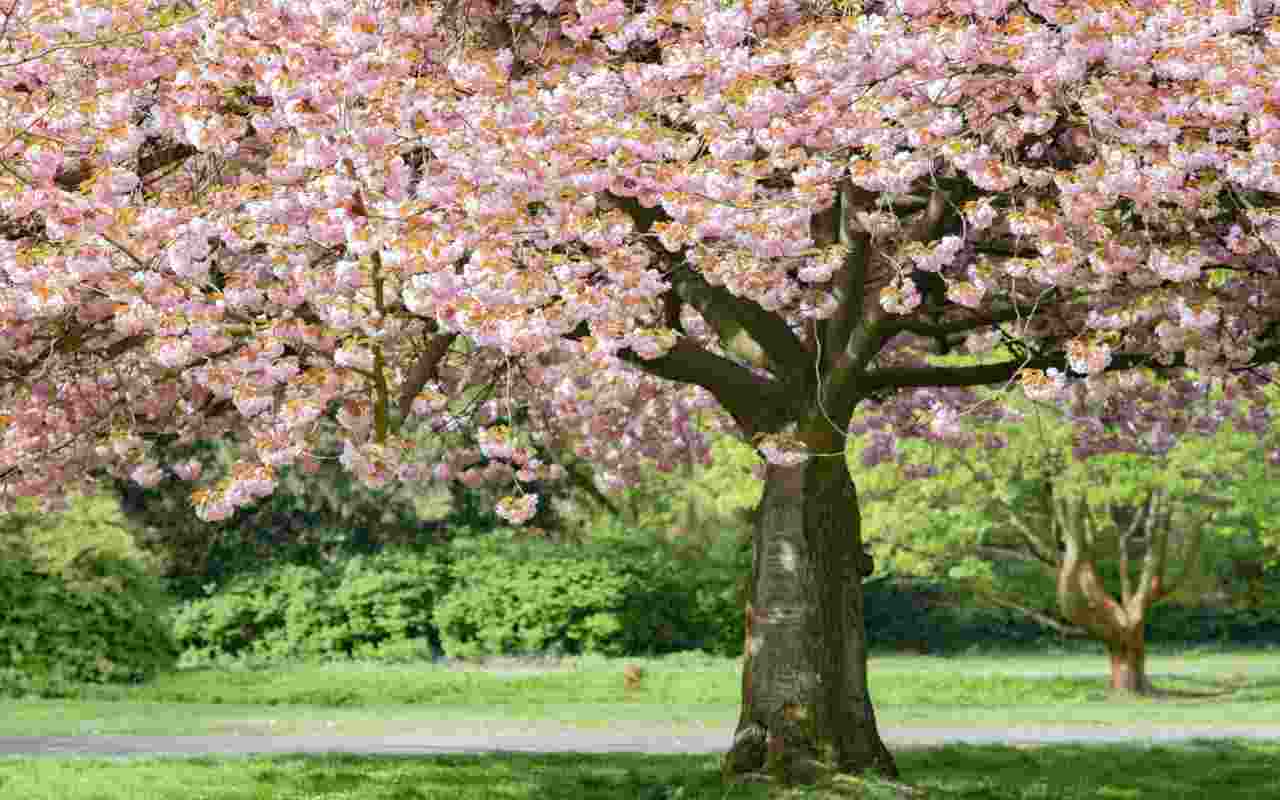 albero-di-ciliegio