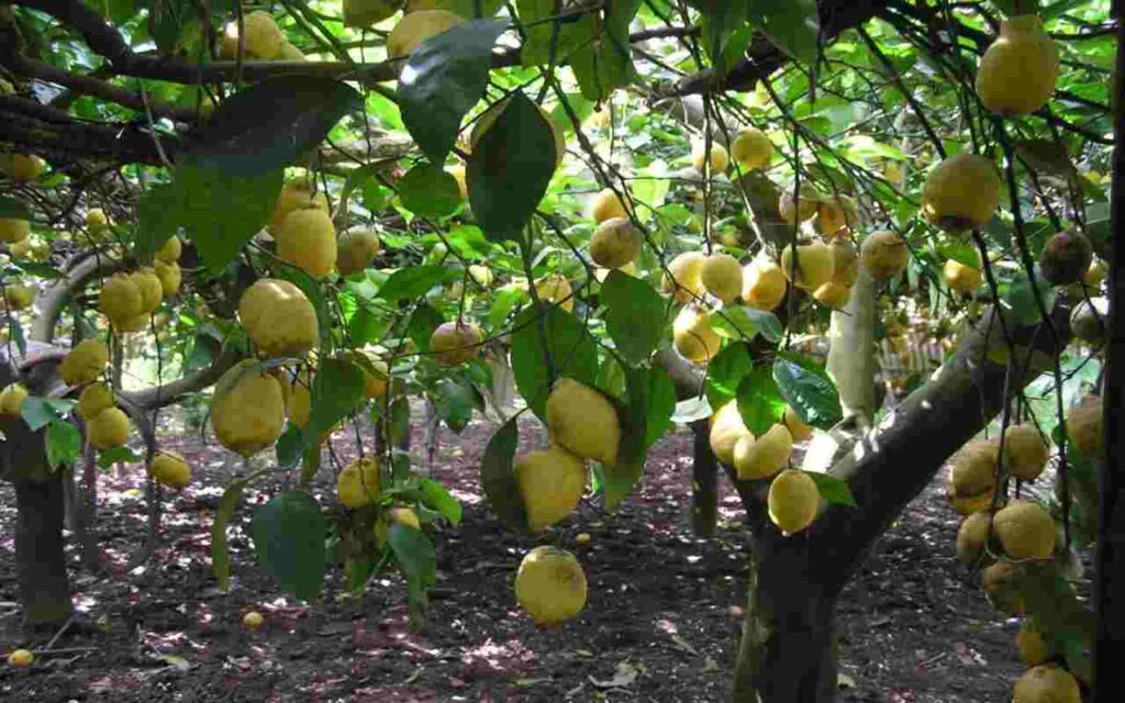 albero di limone