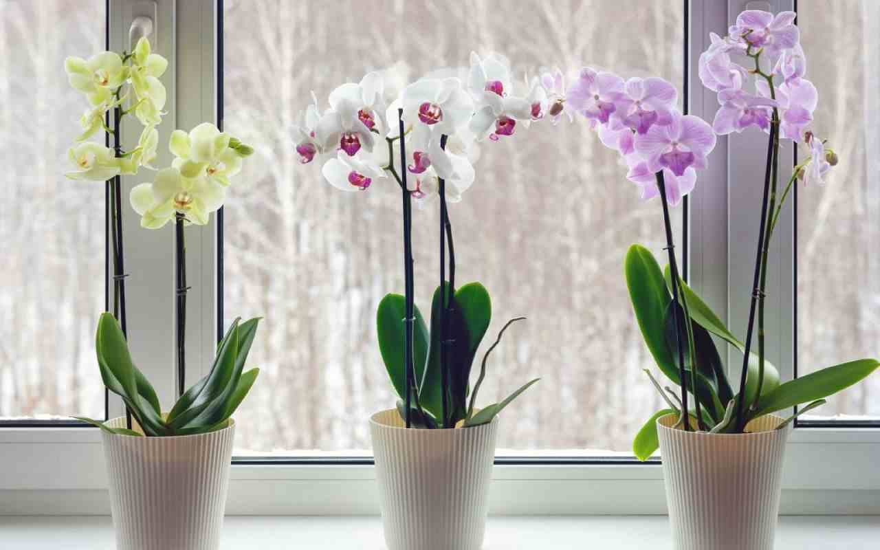 orchidee-