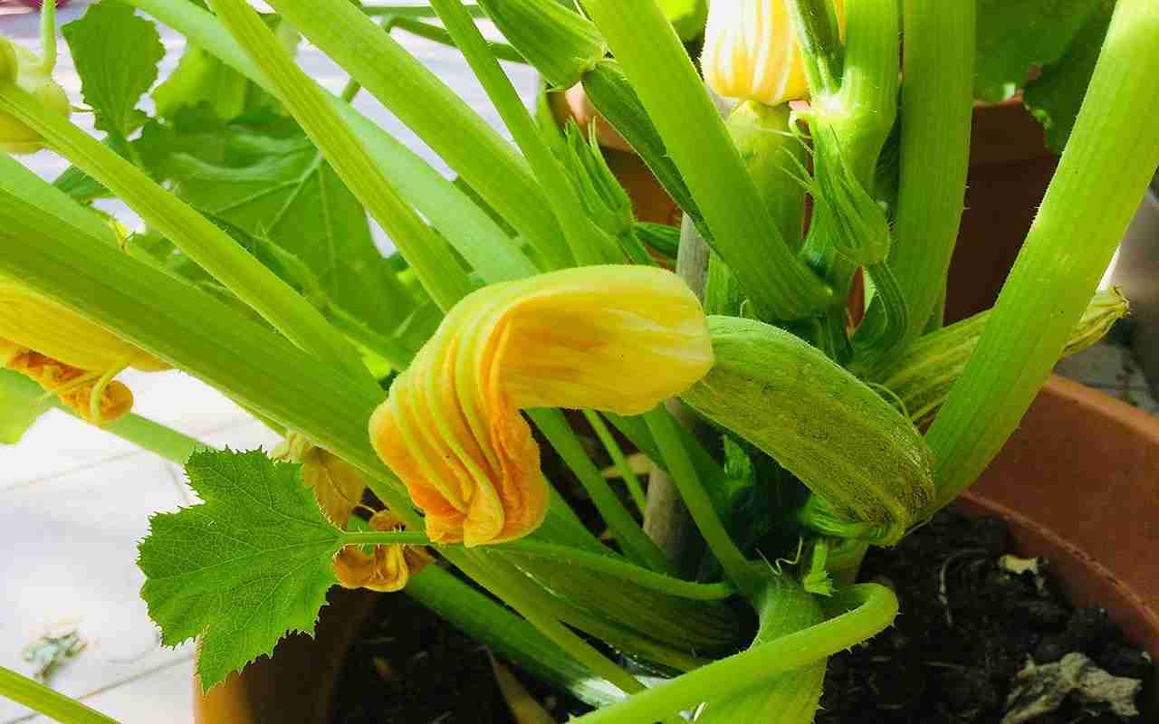 zucchine in vaso