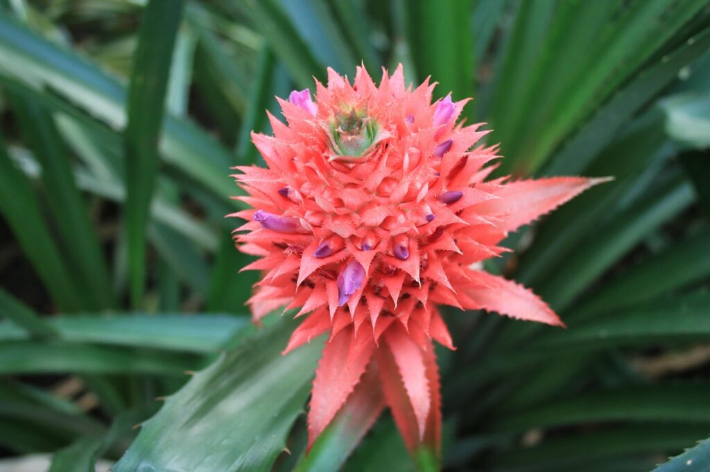La tua Aechmea fasciata (pianta ananas) ha finito la fioritura? Ecco cosa succederà