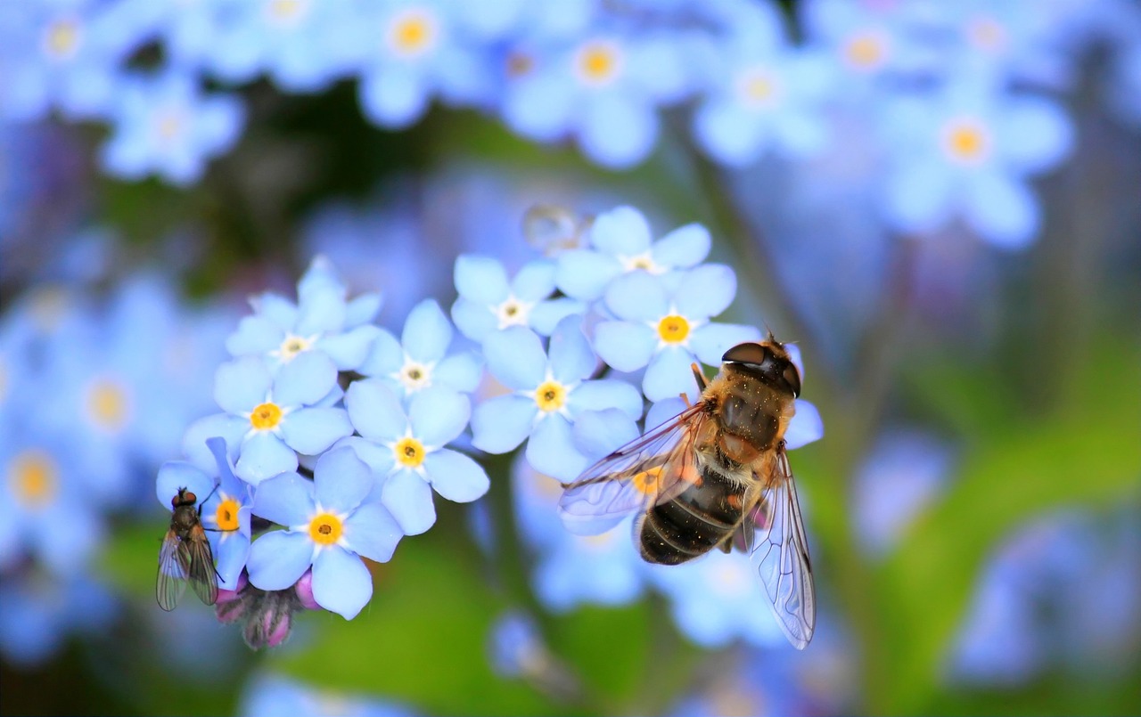 Aiuola di fiori selvatici colorati, ideale per attrarre insetti utili nel giardino.
