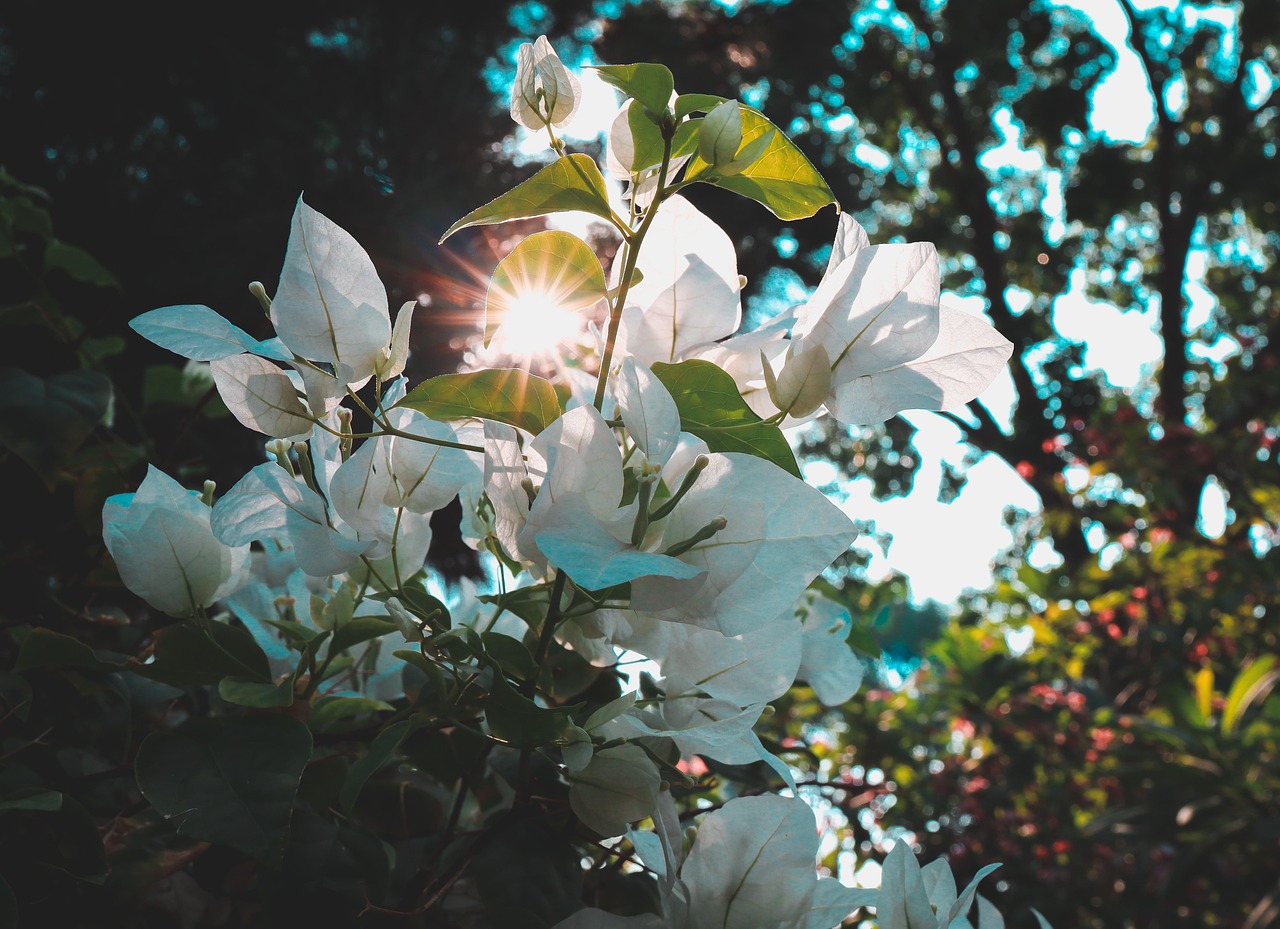 Piante ornamentali verdi e rigogliose resistenti al sole estivo in un giardino soleggiato.